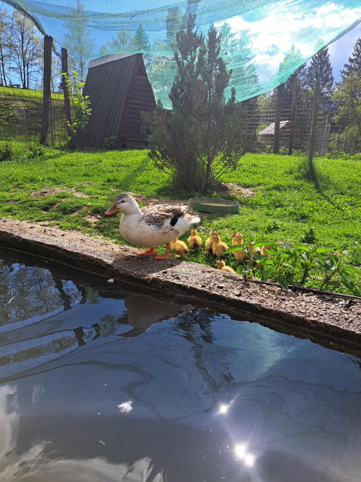 Guest House Kveder Škofja Loka Zewnętrze zdjęcie