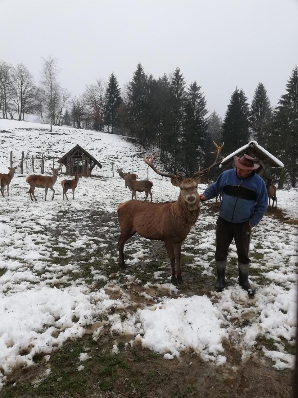 Guest House Kveder Škofja Loka Zewnętrze zdjęcie